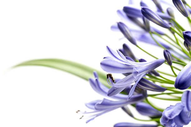 istock Blue Agapanthus Flower 495083296