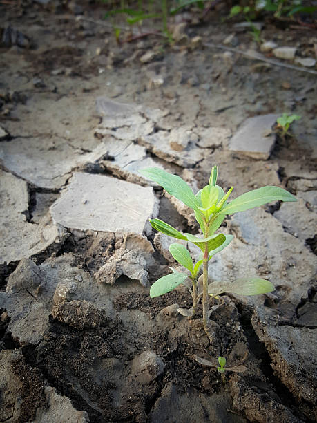 istock Small plant in the crack soil 495083818