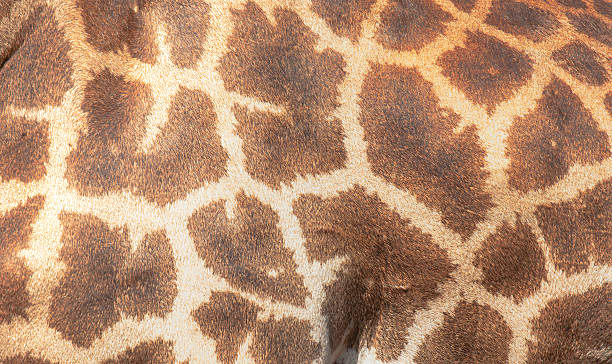 istock Giraffa skin background 495083858
