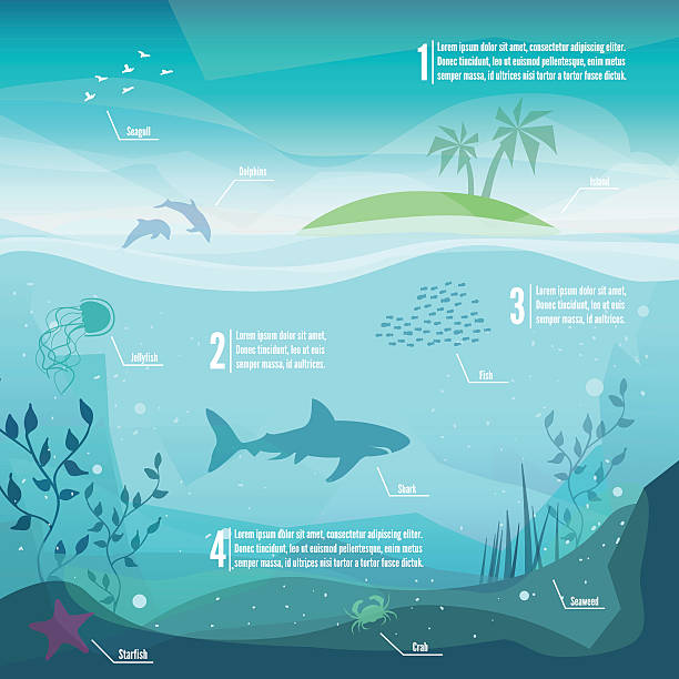 ilustraciones, imágenes clip art, dibujos animados e iconos de stock de underwater infografías - dolphin animal sea underwater
