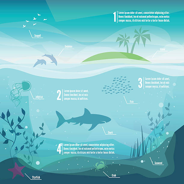 ilustrações, clipart, desenhos animados e ícones de submarino infográficos - dolphin animal sea underwater