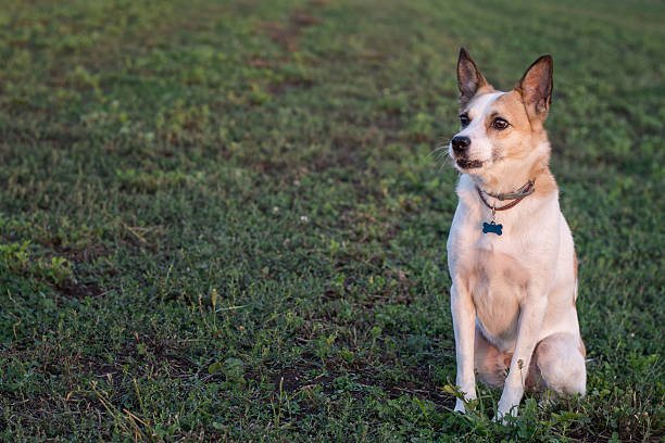 cachorro sentado na grama - crossbreeding - fotografias e filmes do acervo