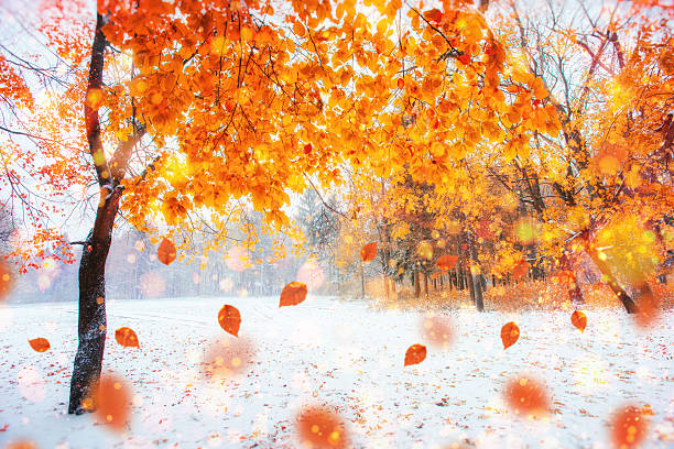 istock Sunlight through the trees in the first days of winter 495085264