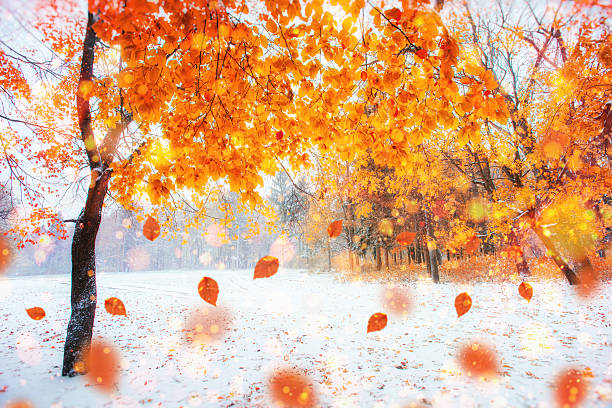 261,700+ Autumn Snow Stock Photos, Pictures & Royalty-Free Images