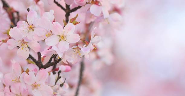 pink flower stock photo