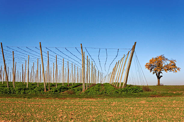 vazio hop plantation - usa hop wire stem imagens e fotografias de stock