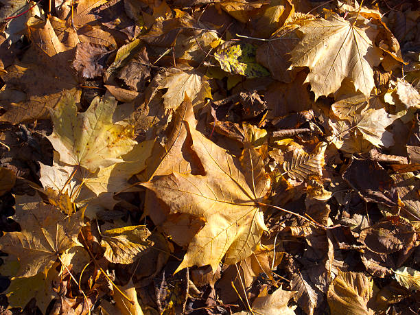 Fallen Autumn Leaves stock photo