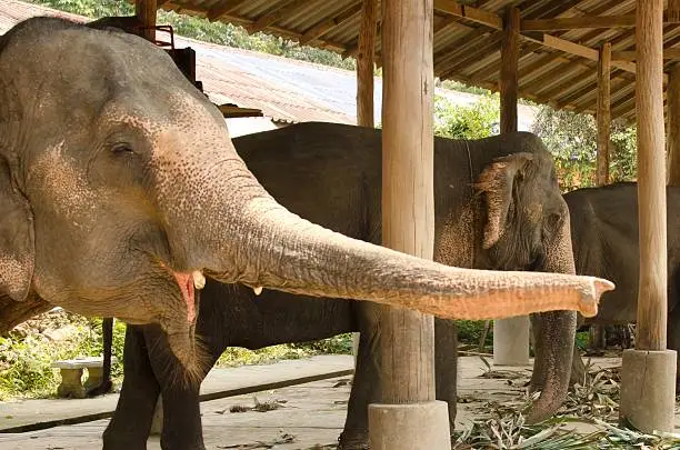 Photo of Elephant trunk