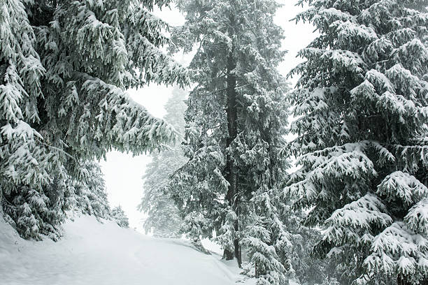 istock Beautiful winter landscape with snow covered trees 495095264