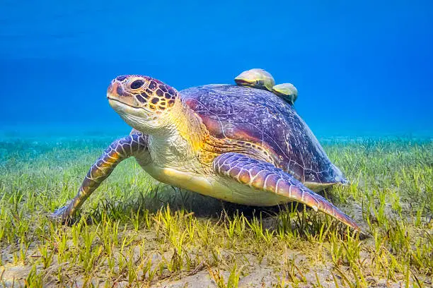 Photo of Green sea turtle near Marsa Alam , Egypt