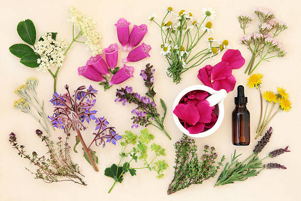 flores de hierbas medicinales y - mortar and pestle lavender chamomile herb fotografías e imágenes de stock