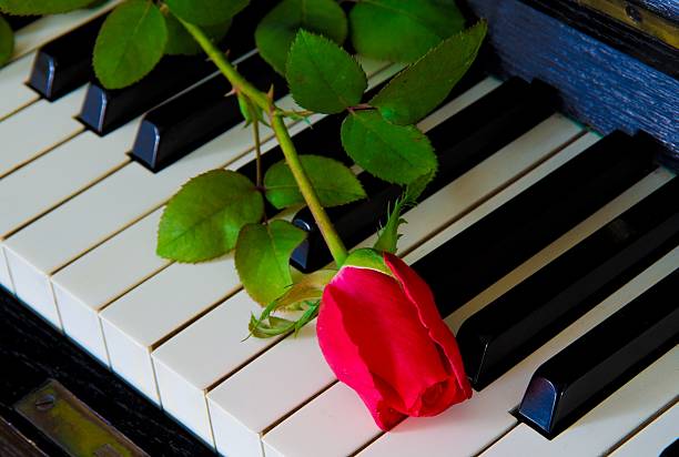 Bouquet of pink roses on the piano keyboard, romantic atmosphere. A gift from fans