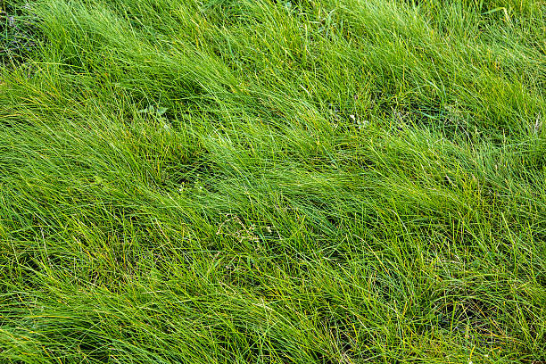 istock Background of a green grass.  Green grass texture 495096130