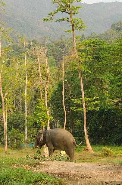 Photo of Asian elephant