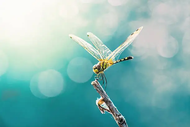 Photo of Beautiful dragonfly and blur bokeh background