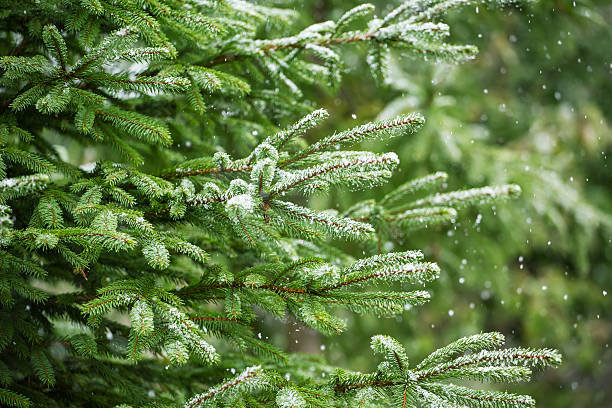 istock Snow fir tree branches under snowfall. Winter detail 495097940
