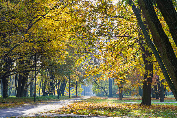 istock Pathway in the autumn city park 495097974