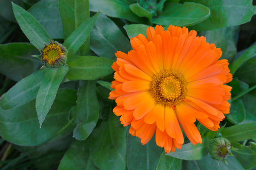 Flower calendula with leaves around and with two buds