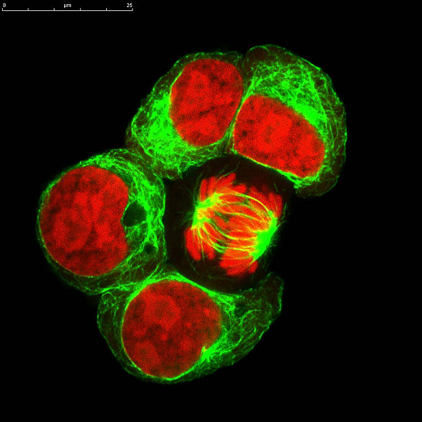 cellula mitotic - blood cell cell human cell animal cell foto e immagini stock