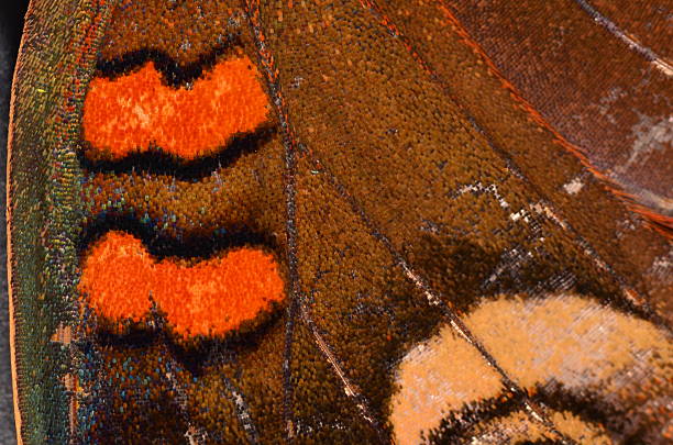 istock Iridescent orange and rainbow scales on a butterfly wing 495109416