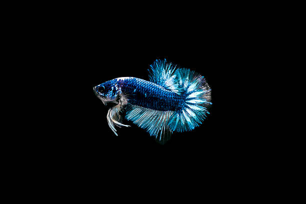 istock Beautiful Guppy Isolated on Black Background 495109526