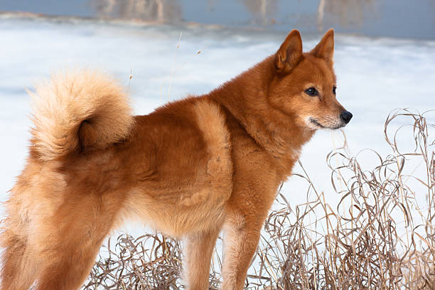 Finnish Spitz on the winter riverbank Finnish Spitz on the riverbank in winter finnish spitz stock pictures, royalty-free photos & images