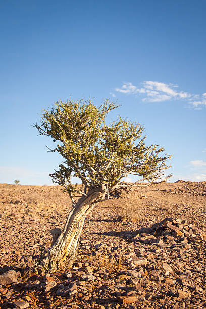 istock Bush in the Desert near Fish River Canyon, Namibia 495112120