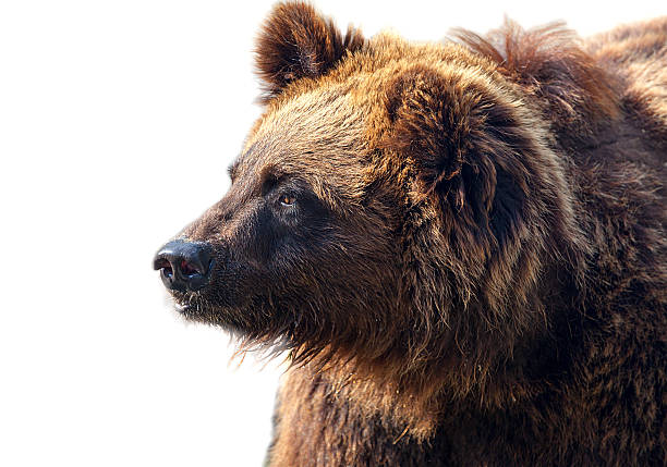 istock Big brown bear isolated on white background 495112550