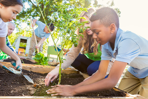 Elementary age students are working in school garden, planting vegetables and learning about plant life. Teacher is instructing students during outdoor science class. Children are wearing private school uniforms.