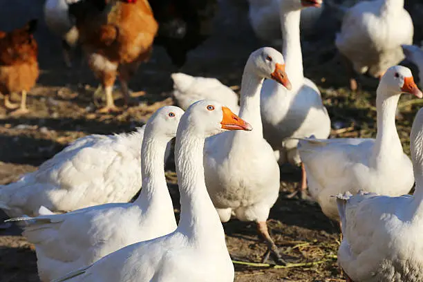 Photo of flock of white domestic geese on the farm.