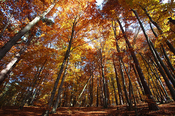 istock Nature background colorful autumn forest 495112968