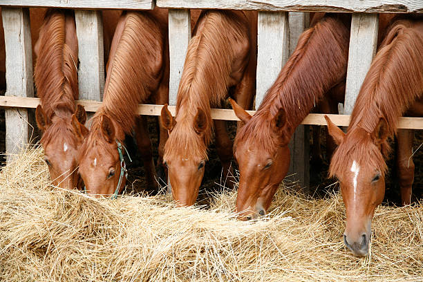istock Thoroughbred horses in the paddock eating dry grass 495113120