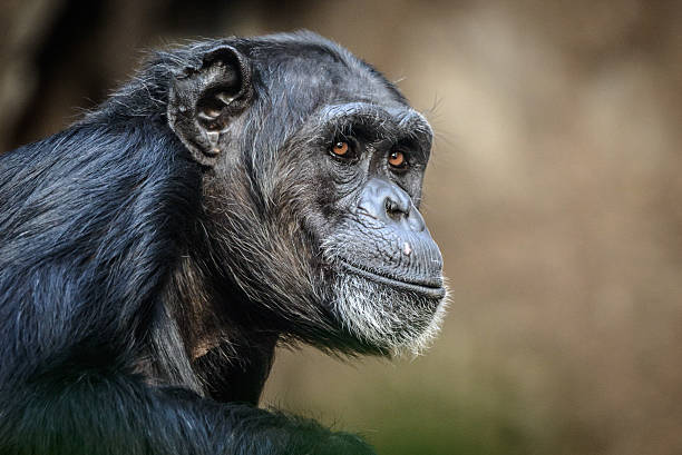 Chimpanzee Portrait of sitting and relaxing chimpanzee . cameroon photos stock pictures, royalty-free photos & images