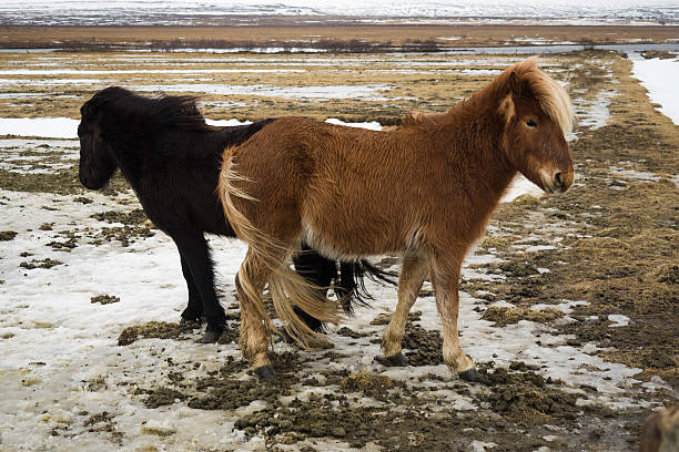 Two horses fighting in rural Iceland