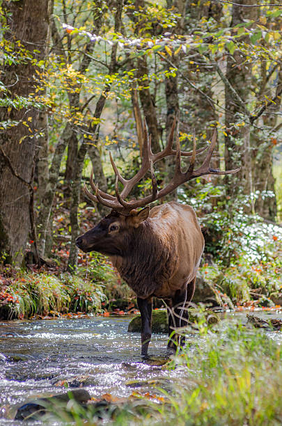 istock Elk Drinking Water in Creek 495113952