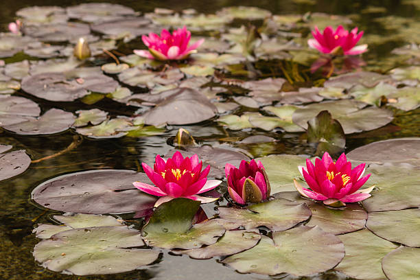 istock pink water lilies in bloom 495114832