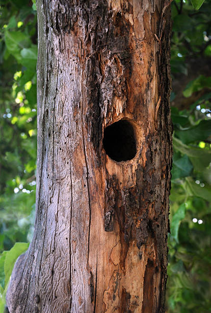 istock tree trunk with woodpecker hollow 495115386