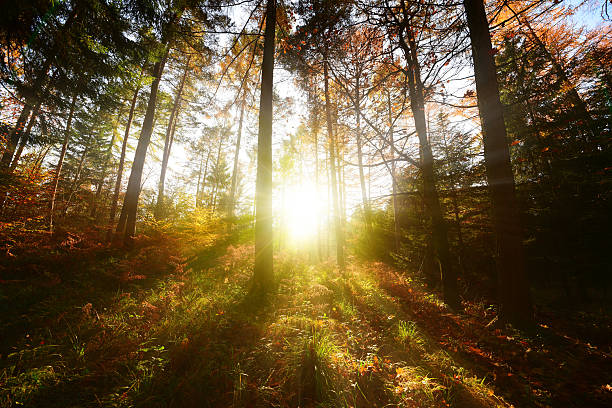 istock Sunrise in the forest 495115556