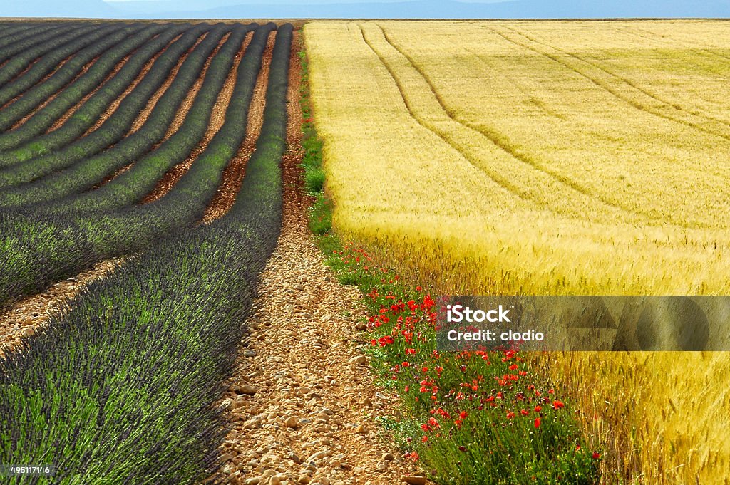 Valensole: fields of lavender Plateau de Valensole, or Plateau des Lavandes (Provence - Alpes - Cote d'Azur, France) - Fields of lavender, wheat  and poppies 2015 Stock Photo