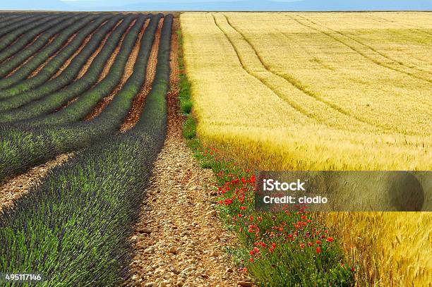 Valensole Fields Of Lavender Stock Photo - Download Image Now - 2015, Agricultural Field, Agriculture