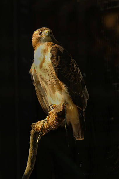 hawk 991 de-cauda-vermelha - red tailed boa - fotografias e filmes do acervo