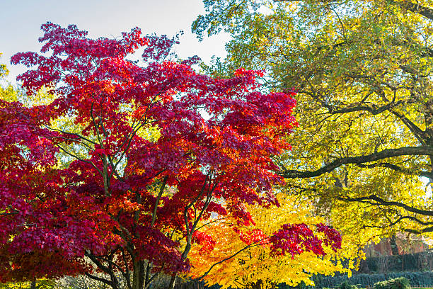 istock Fall foliage of a Japanese maple 495117358