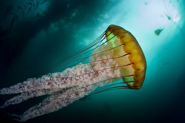 istock Jellyfish and Kelp Forest 495117596
