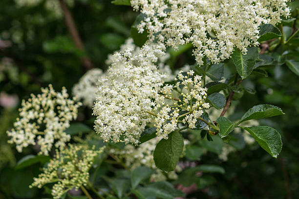 istock closeup of elderberry flowers 495117604