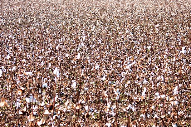 Cotton field is ready to be harvested/