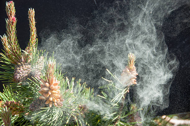 An isolated eastern pine branch against a blue sky background