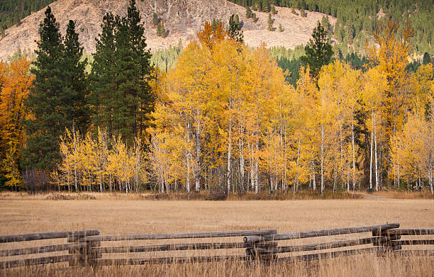 istock Aspen Trees in Autumn Color 495119056