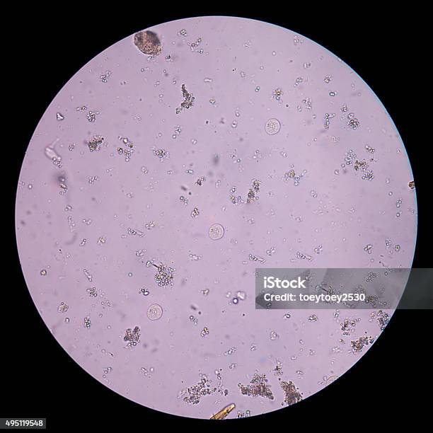 Examen Protozoa En Las Heces Foto de stock y más banco de imágenes de 2015 - 2015, Animal, Bicicleta