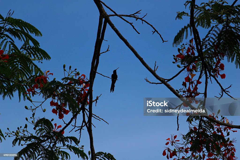 Hummingbird perched silhouetted Hummingbird perched on silhouette perched in tree flowers 2015 Stock Photo