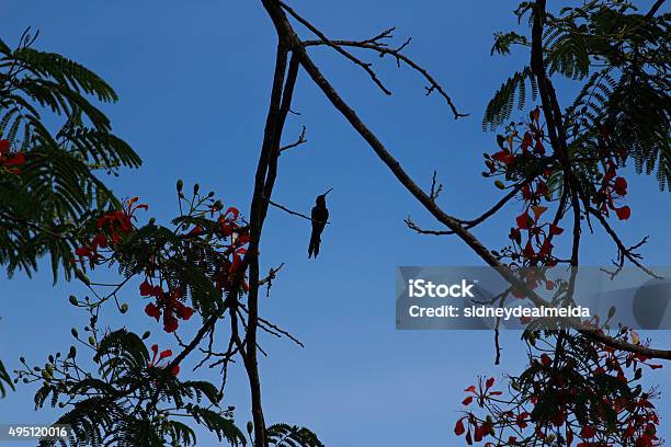 Hummingbird Perched Silhouetted Stock Photo - Download Image Now - 2015, Animal, Back Lit